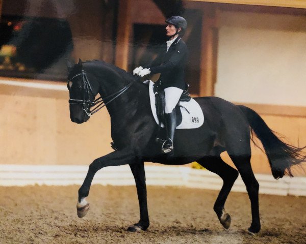 dressage horse Dun Ki Moon (Hanoverian, 2009, from Dancier)