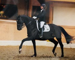 dressage horse Dun Ki Moon (Hanoverian, 2009, from Dancier)