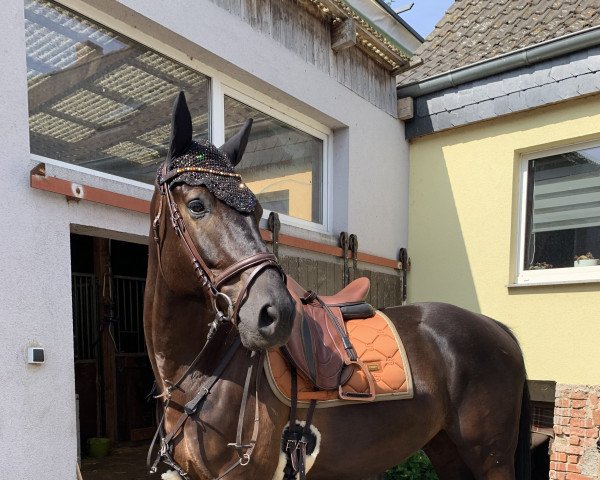 dressage horse Märchenprinz (Hanoverian, 2017, from Million)