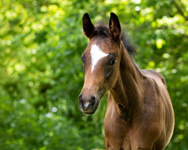 dressage horse Very Nice (Trakehner, 2022, from Niagara 34)