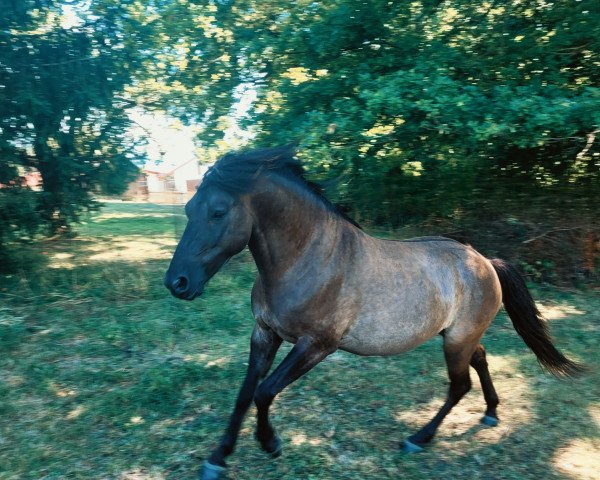 Pferd Smartelinius (Dülmener, 2017, von PR.H Faruk)