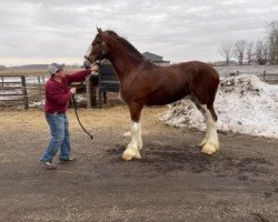 horse Flanigan's Prince (Clydesdale, 2019, from Parnell Ranch Flanigan)