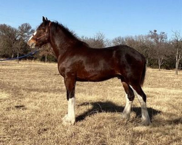 Pferd Flying Colors Diamond Liberace (Clydesdale, 2020, von Diamond S Clay)