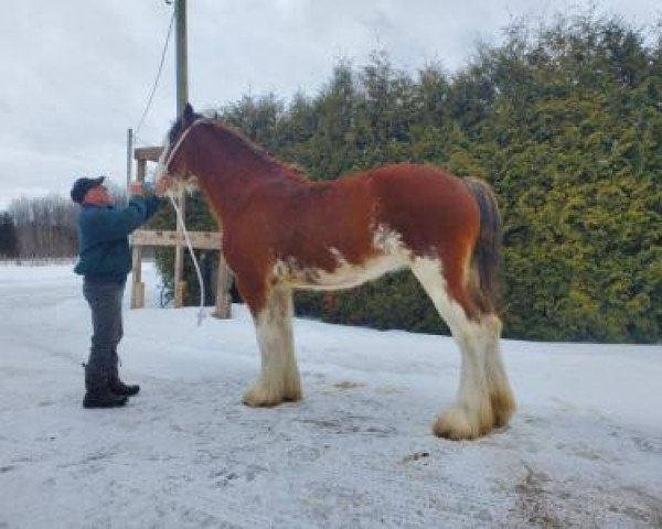 horse Freedom Majestic Lady Chalice (Clydesdale, 2018, from Freedom Royal Majestic)