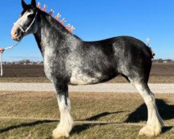 Pferd Grandview Justin's With Tatt (Clydesdale, 2013, von Grandview Eli's Just-In-Step)