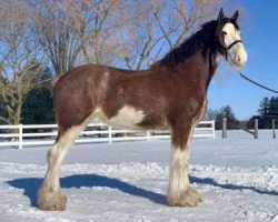 horse Greggs Winchester Wally (Clydesdale, 2019, from Hatfield Winchester)