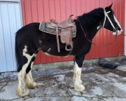 Pferd Idlewild Amyleigh of Osage (Clydesdale, 2019, von Somewhere Doc's Black Jack)