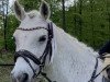 jumper Campari Kiara Lou (Connemara Pony, 2009, from Cusack)