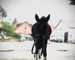 Zuchtstute Apero Flower (Deutsches Reitpony, 2001, von Kennedy WE)