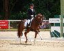 dressage horse Bardolino E (Westphalian, 2011, from Belissimo NRW)