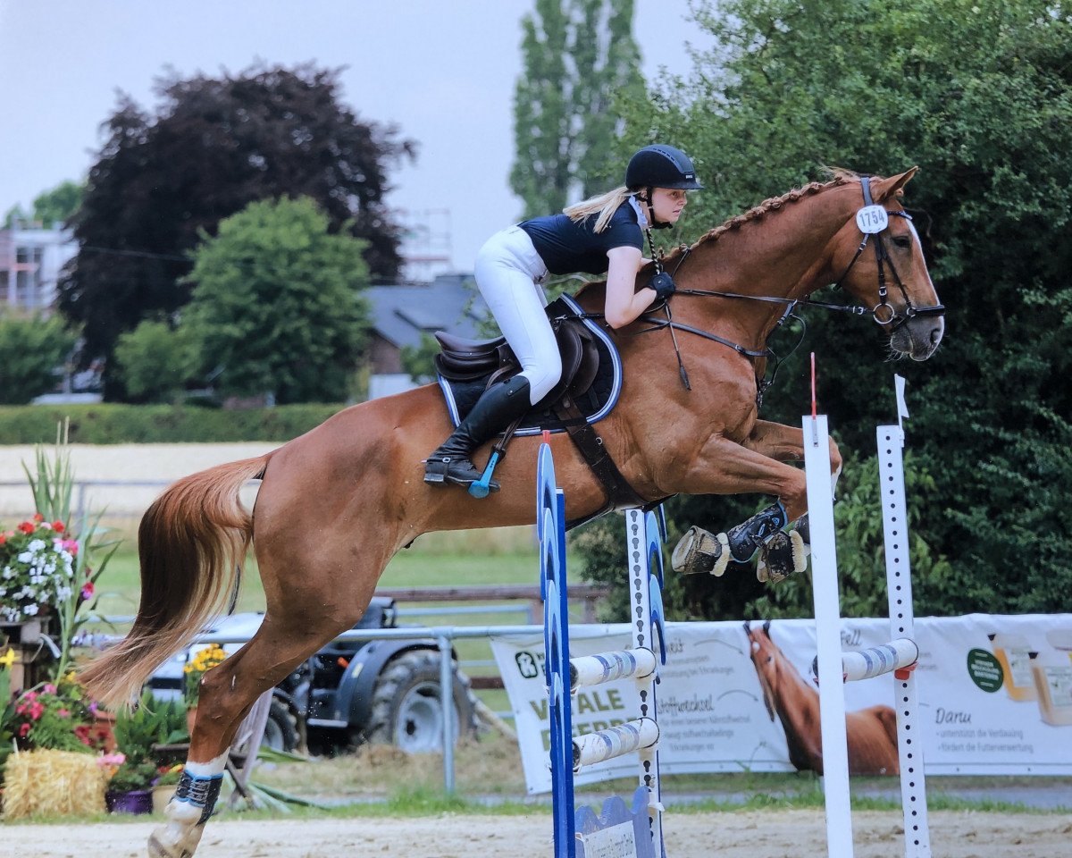Springpferd For Faith DR (Westfale, 2012, von Firth of Lorne)