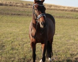 broodmare Verena (German Sport Horse, 2011, from Don Lanero)