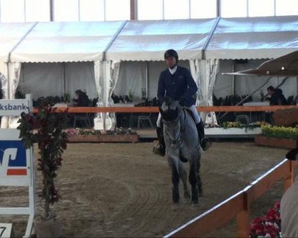 jumper Catch your dreams (German Sport Horse, 2006, from Cellestial)