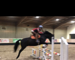 jumper Flessenbos Starlight (New Forest Pony, 2011, from Berkhof's Business)