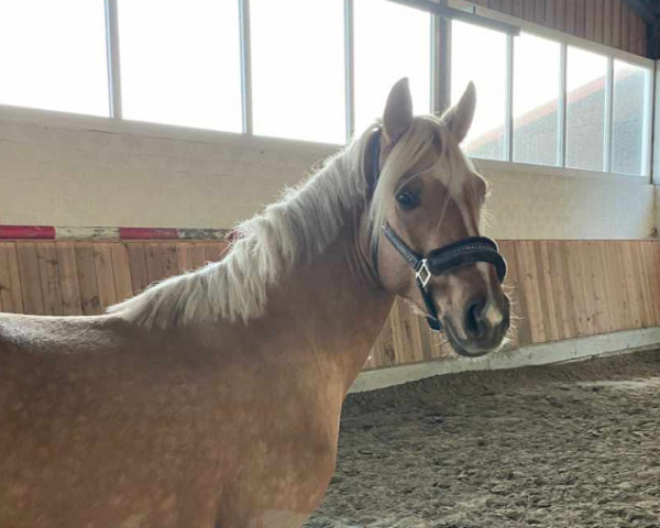 dressage horse MonAmi Morgenrot (German Riding Pony, 2020, from Petit Magic Colour)