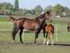 broodmare LaFleur (Danish Warmblood, 1996, from Landau)