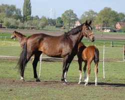 broodmare LaFleur (Danish Warmblood, 1996, from Landau)