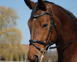 broodmare Rainbow 128 (Westphalian, 2002, from Rockwell)