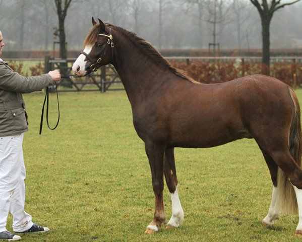 stallion Bekveld's Ronaldo (Welsh-Pony (Section B), 2008, from Breeton Dai)
