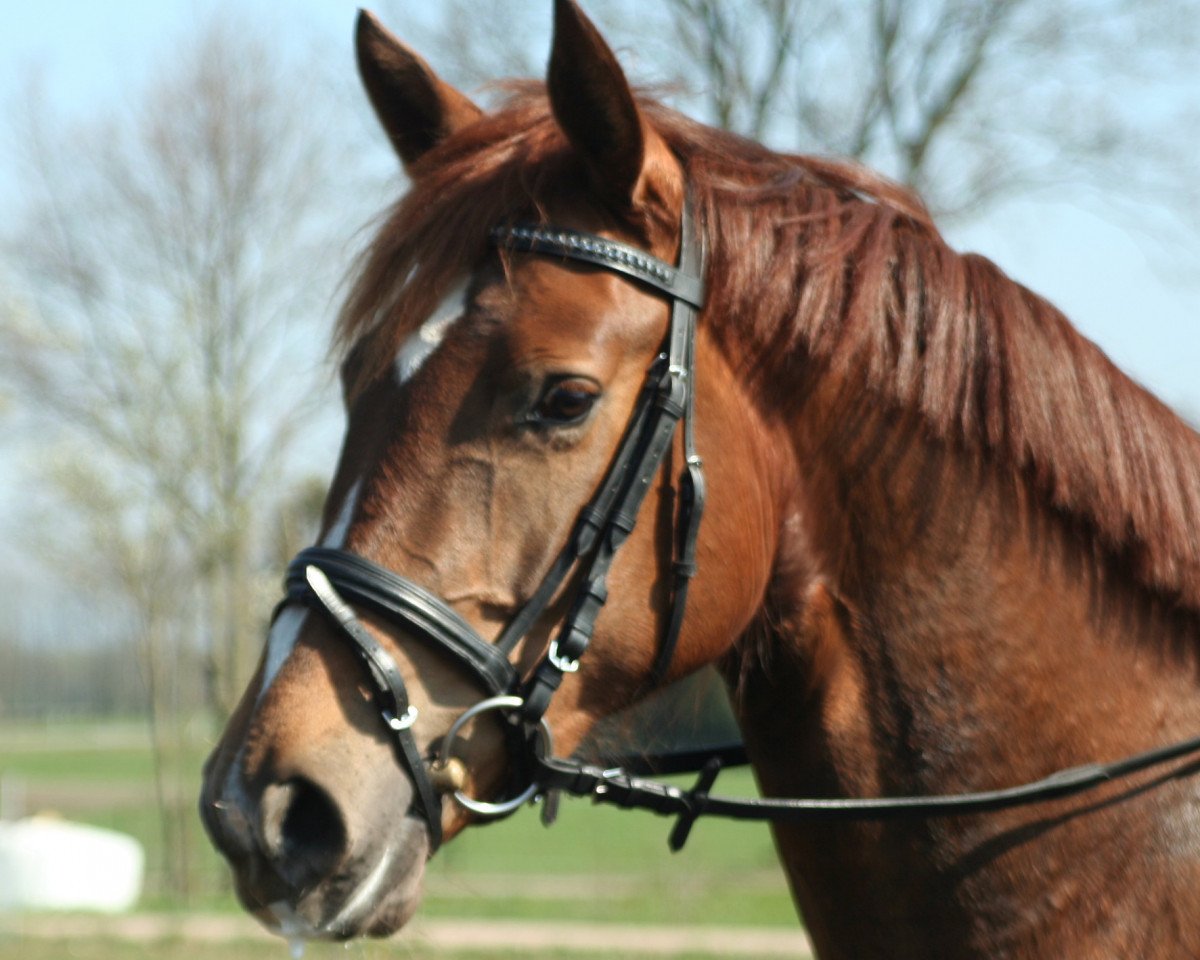 Zuchtstute First Lady S (Westfale, 2004, von Fürst Piccolo)