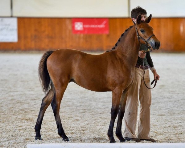 horse Wraine (New Forest Pony, 2022, from Wicked Courtjester)