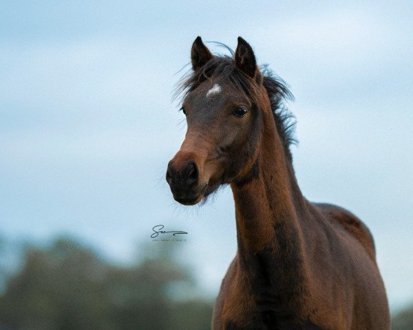 Pferd Eastend's Bella Rose (New-Forest-Pony, 2022, von Brummerhoeve's Q.H.)