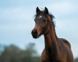 horse Eastend's Bella Rose (New Forest Pony, 2022, from Brummerhoeve's Q.H.)