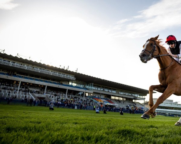 stallion Kyprios xx (Thoroughbred, 2018, from Galileo xx)