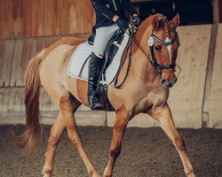 dressage horse Das Rotkaeppchen (Deutsches Reitpony, 2012, from Danny Gold)