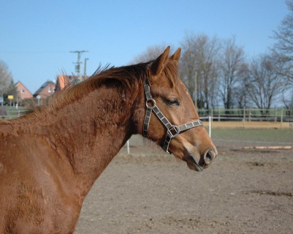 broodmare Fedina (Westphalian, 2010, from Fürst Piccolo)