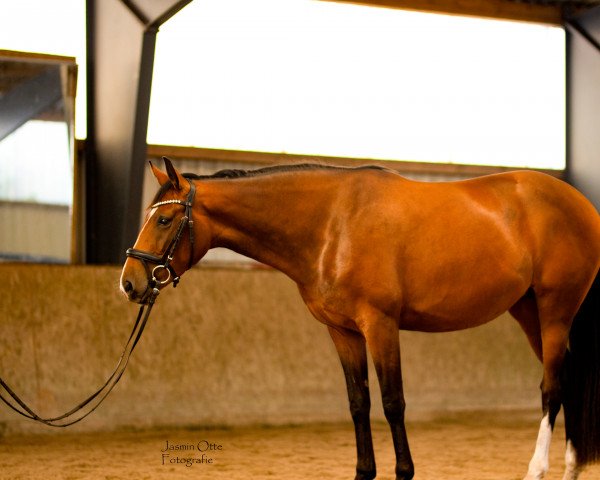 dressage horse Deichprinzessin (Hanoverian, 2019, from Dohnanyi 5)