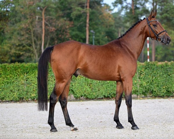 jumper Alaphilippe de Betze Z (Zangersheide riding horse, 2019, from Aganix du Seigneur)