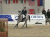 broodmare Baloudana (Oldenburg show jumper, 2003, from Baloubet du Rouet)