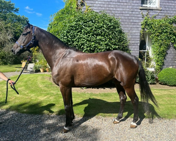 Springpferd First Son (Irish Sport Horse, 2015, von Blue Hors First Choice)