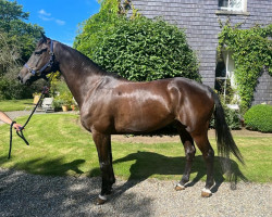 jumper First Son (Irish Sport Horse, 2015, from Blue Hors First Choice)