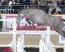 stallion Le Coultre de Muze (Belgian Warmblood, 2011, from Presley Boy)