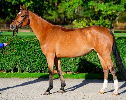 jumper Alexia Z (Zangersheide riding horse, 2018, from Arezzo VDL)