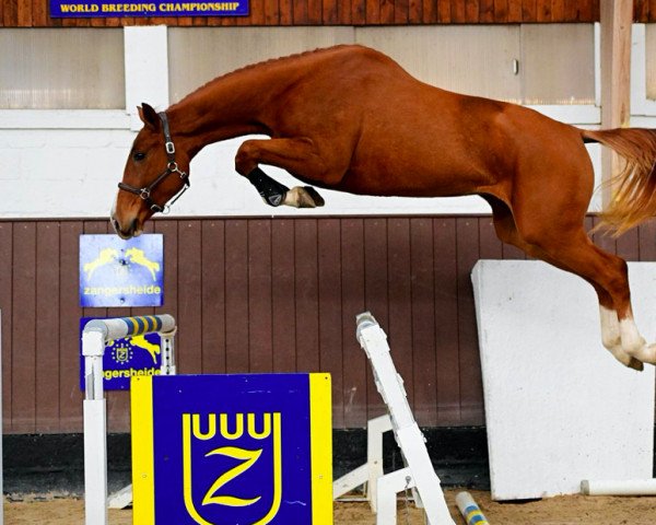 jumper El Barones van den Oever Z (Zangersheide riding horse, 2020, from El Barone 111 Z)