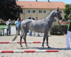 broodmare Lyndci-Ø (Czech Warmblood, 2010, from Lancelot)