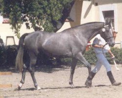 broodmare Gréta (Czech Warmblood, 2000, from Grand Step)