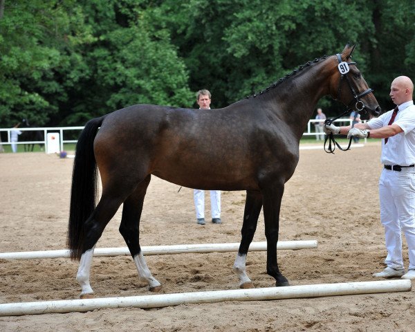 broodmare DSP Deena (German Sport Horse, 2012, from De Niro)
