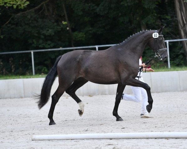 broodmare Rubina j (German Sport Horse, 2018, from Rubin Royal OLD)