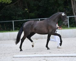 Zuchtstute Rubina j (Deutsches Sportpferd, 2018, von Rubin Royal OLD)