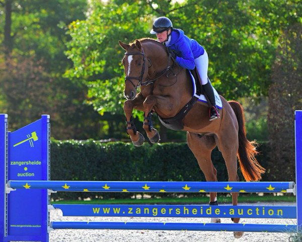 jumper Caspar 't Kruisveld Z (Zangersheide riding horse, 2017, from Corico Z)