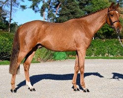 jumper Ukashi van 't Hooghof (Belgian Warmblood, 2020, from Tangelo van de Zuuthoeve)