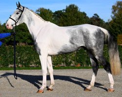 Springpferd Nureev Sitte (Belgium Sporthorse, 2019, von Heraldik Sitte)