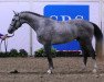 stallion Heraldik Sitte (Belgian Warmblood, 2013, from Ugano Sitte)