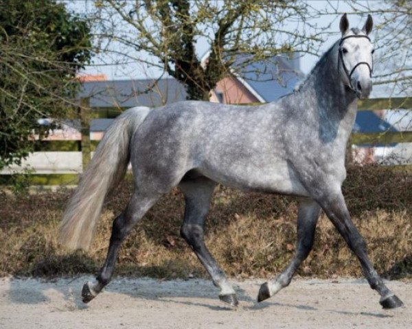 stallion Greco Sitte (Belgium Sporthorse, 2012, from Button Sitte)