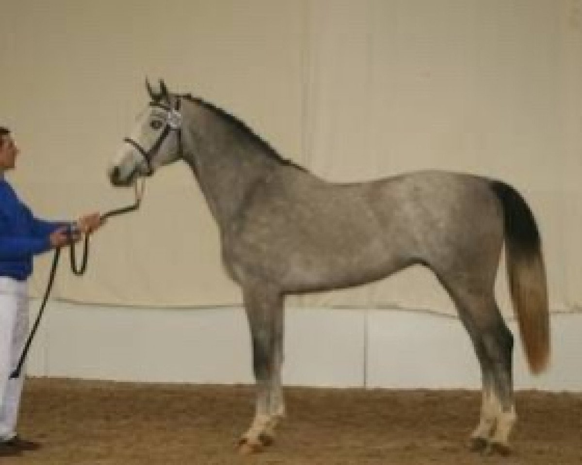 Deckhengst Button Sitte (Belgisches Warmblut, 2007, von Ogano Sitte)