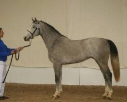 stallion Button Sitte (Belgian Warmblood, 2007, from Ogano Sitte)